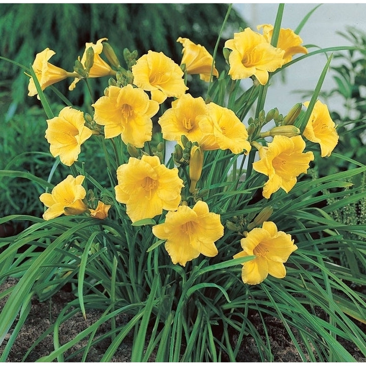 Stella DOro Day Lily Bulbs 6 or 12 Count Golden Yellow Perennial Flowers Image 3