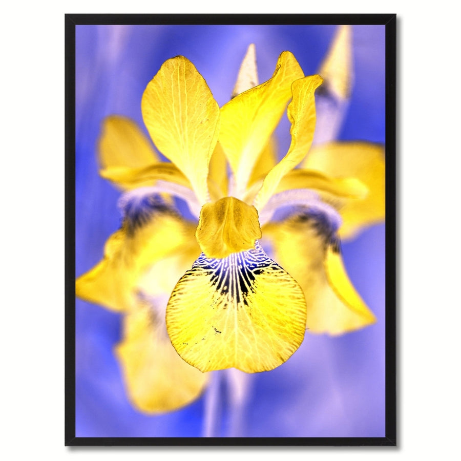 Yellow Iris Flower Framed Canvas Print  Wall Art Image 1