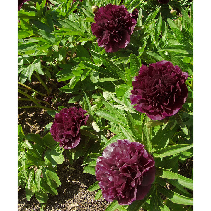 Black Raspberry Peonies - Dark Red Peony Flowers - 3 Bare Roots - Spring Garden Perennial - Attracts Butterflies, Bees Image 2