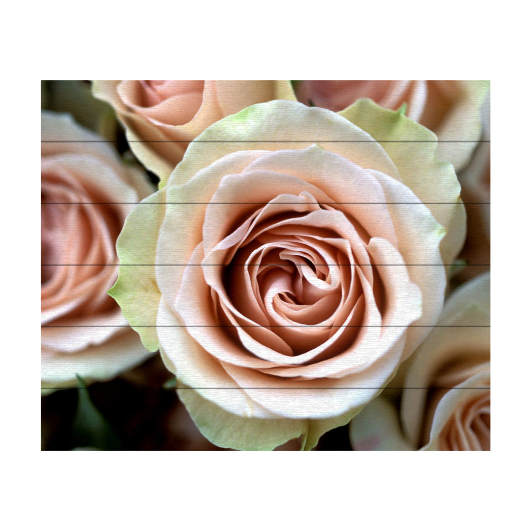 Wooden Slat Art 18 x 22 Inches Titled Pale Pink Roses Ready to Hang Picture Image 2