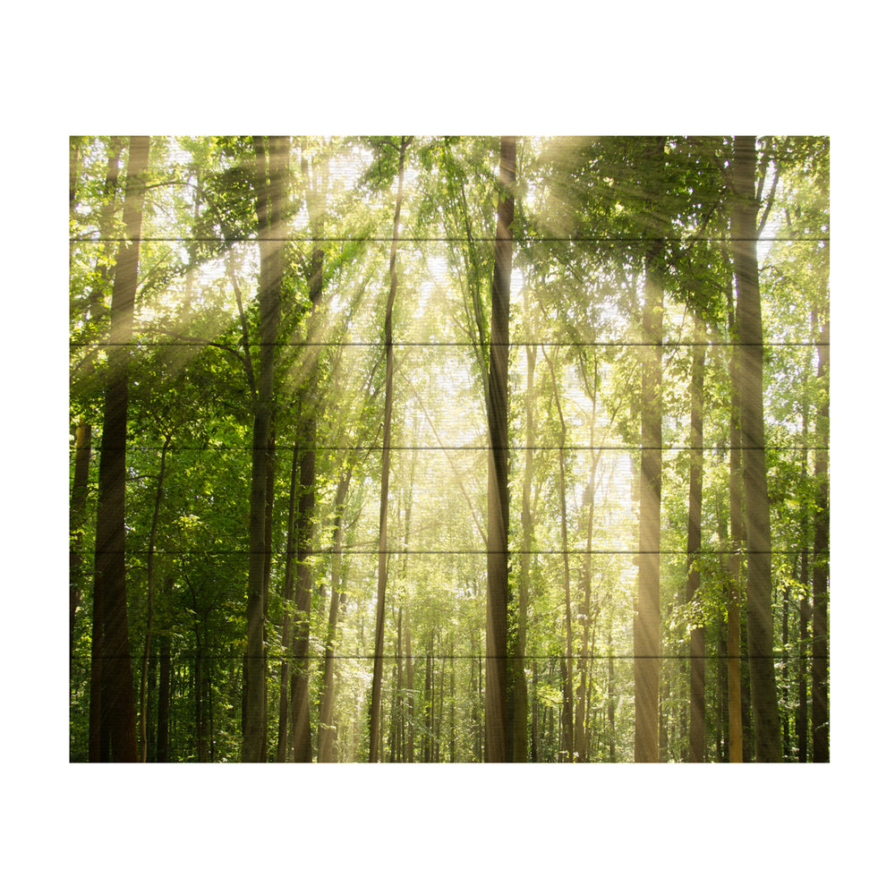 Wooden Slat Art 18 x 22 Inches Titled Sunrays Through Treetops Ready to Hang Picture Image 2