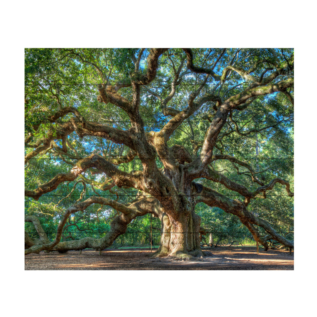 Wooden Slat Art 18 x 22 Inches Titled Angel Oak Charleston Ready to Hang Picture Image 2