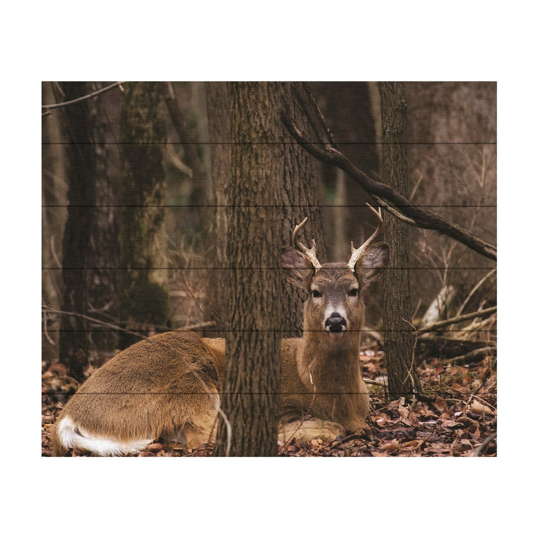 Wooden Slat Art 18 x 22 Inches Titled Sitting Deer/Lake Isaac Ready to Hang Picture Image 2