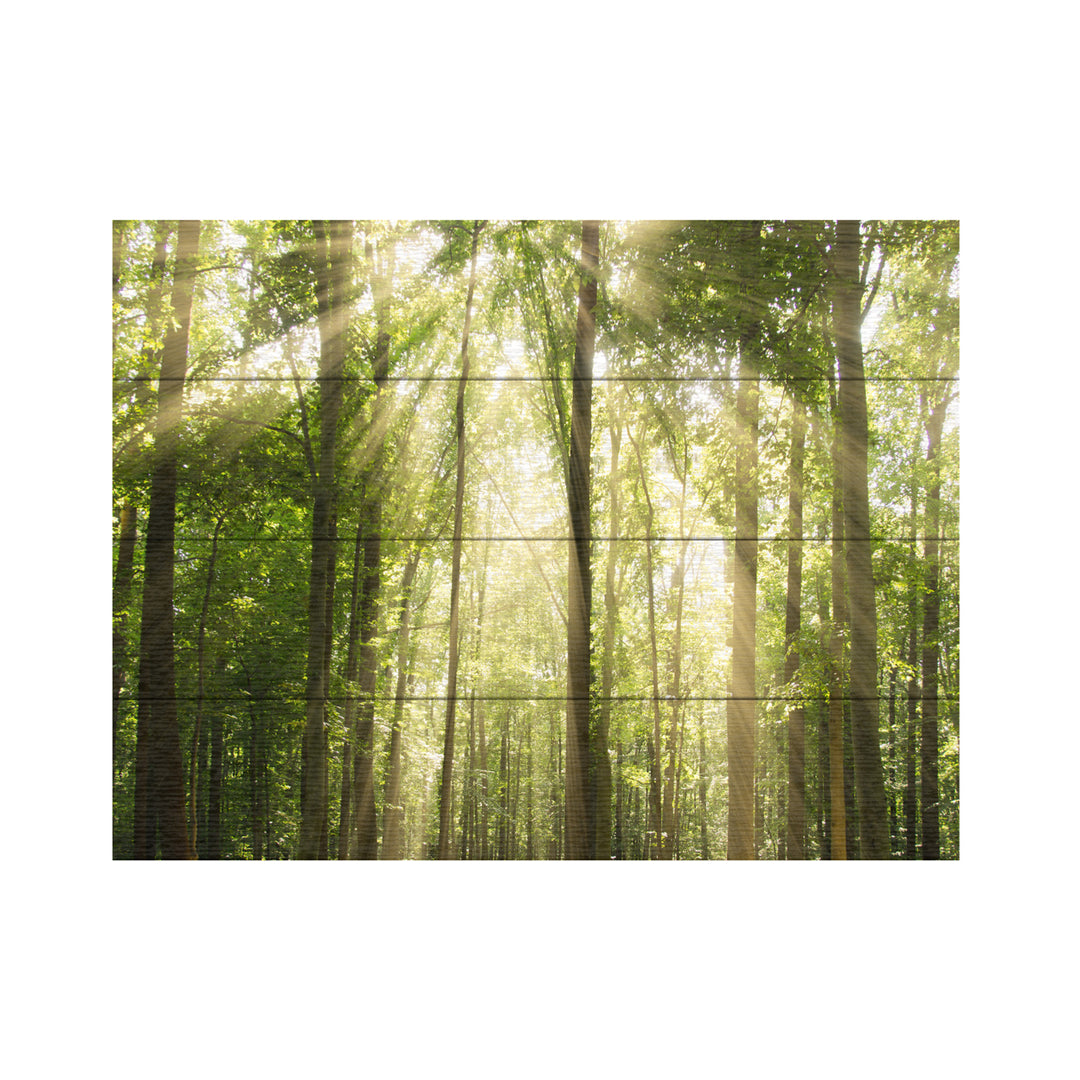 Wall Art 12 x 16 Inches Titled Sunrays Through Treetops Ready to Hang Printed on Wooden Planks Image 2