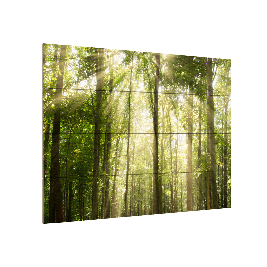 Wall Art 12 x 16 Inches Titled Sunrays Through Treetops Ready to Hang Printed on Wooden Planks Image 3