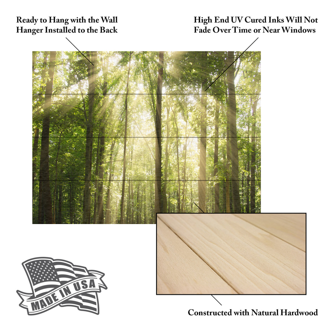 Wall Art 12 x 16 Inches Titled Sunrays Through Treetops Ready to Hang Printed on Wooden Planks Image 5