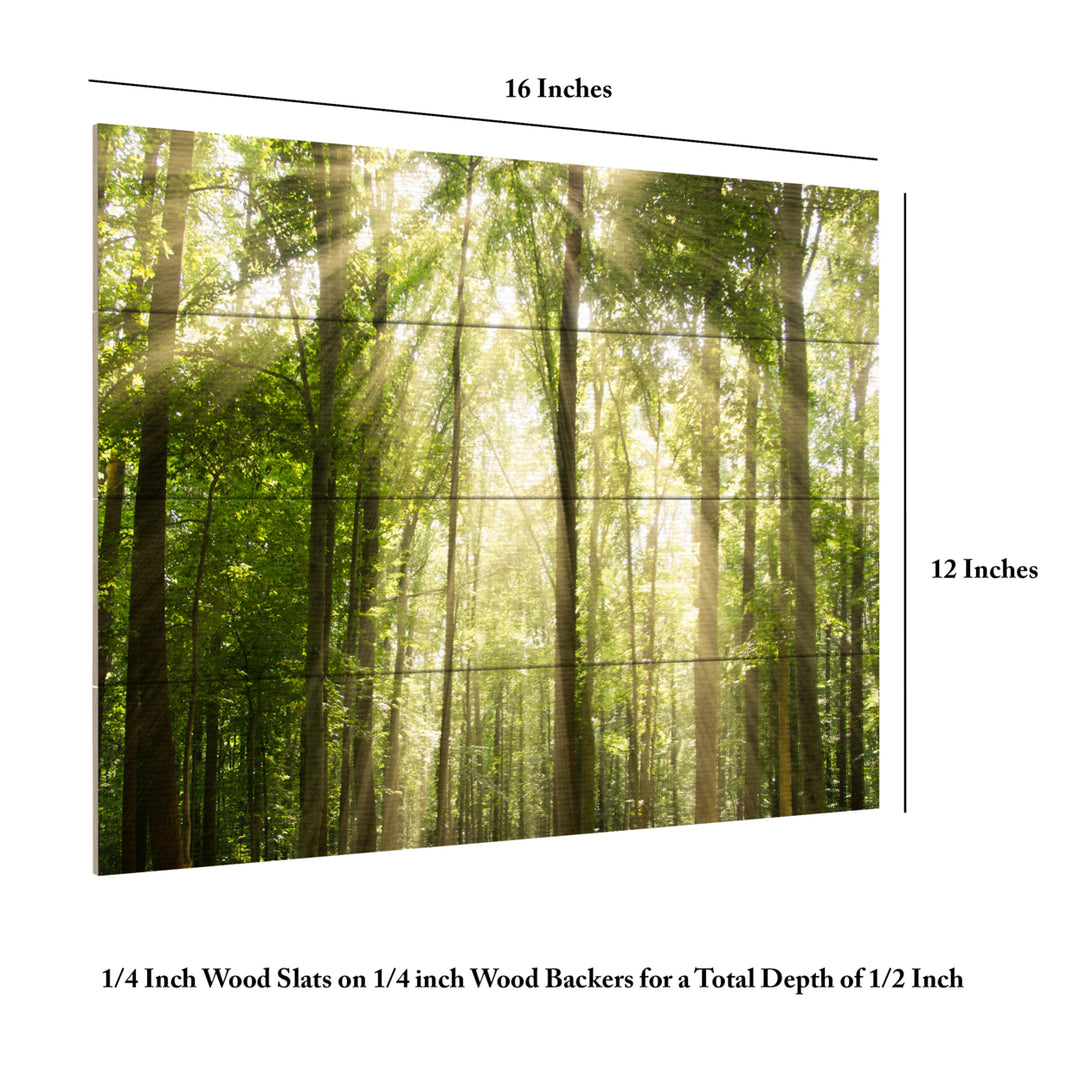 Wall Art 12 x 16 Inches Titled Sunrays Through Treetops Ready to Hang Printed on Wooden Planks Image 6