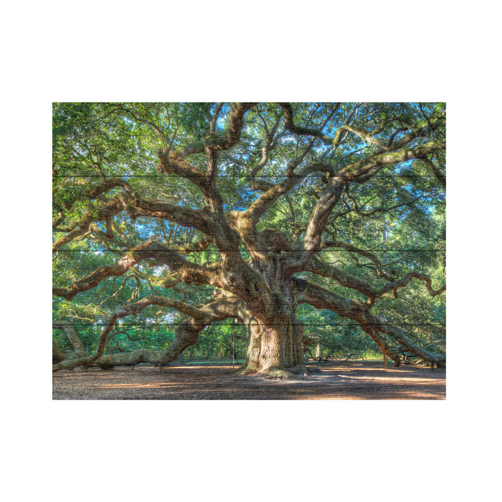 Wall Art 12 x 16 Inches Titled Angel Oak Charleston Ready to Hang Printed on Wooden Planks Image 2