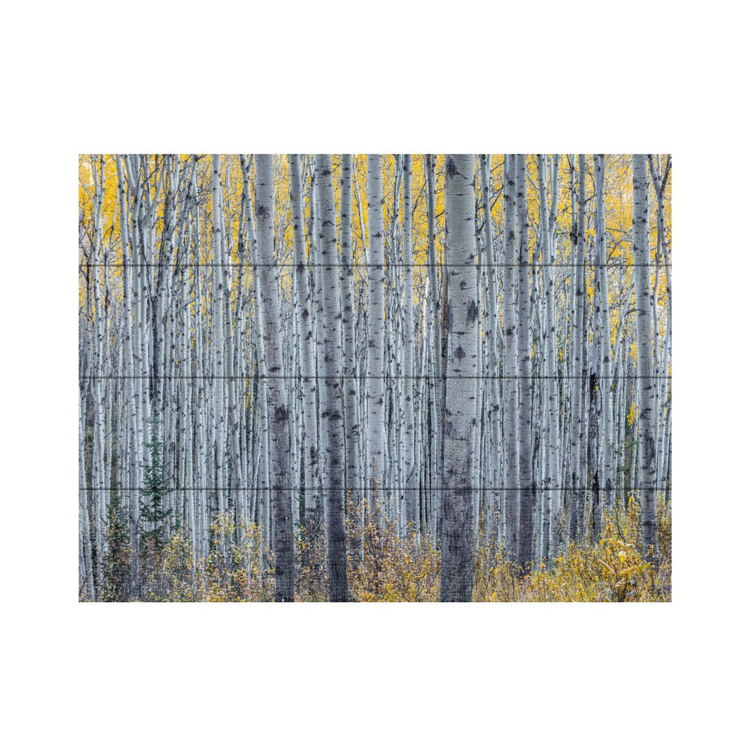Wall Art 12 x 16 Inches Titled Forest of Aspen Trees Ready to Hang Printed on Wooden Planks Image 2