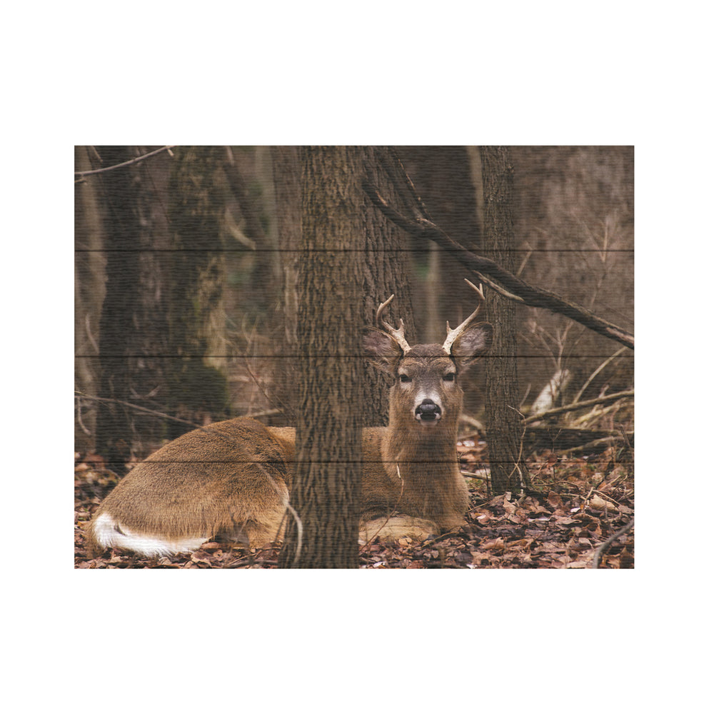 Wall Art 12 x 16 Inches Titled Sitting Deer/Lake Isaac Ready to Hang Printed on Wooden Planks Image 2