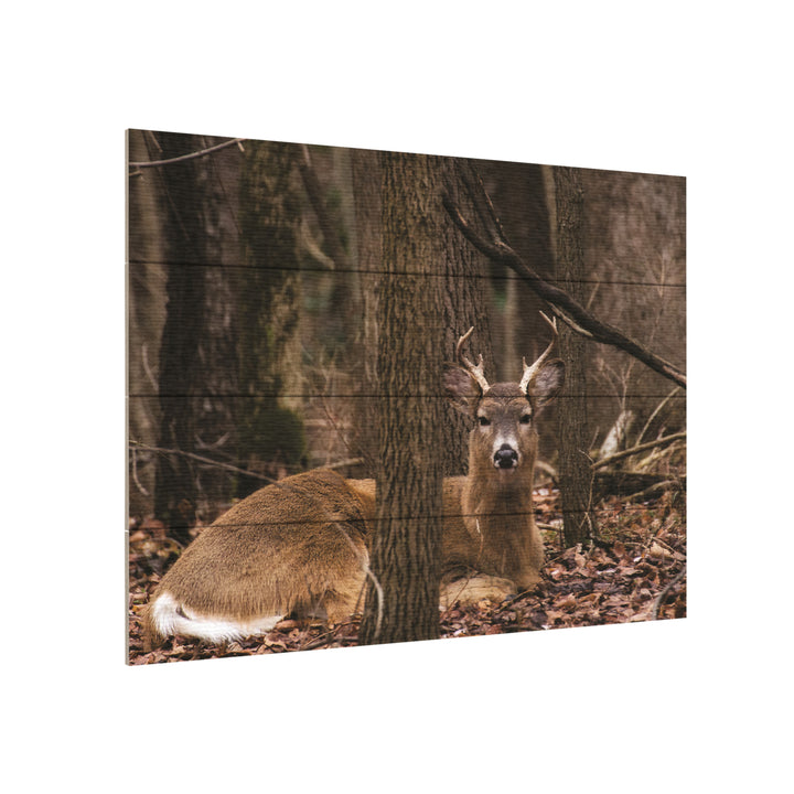 Wall Art 12 x 16 Inches Titled Sitting Deer/Lake Isaac Ready to Hang Printed on Wooden Planks Image 3