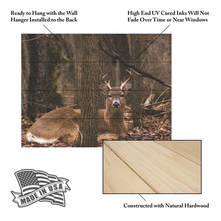 Wall Art 12 x 16 Inches Titled Sitting Deer/Lake Isaac Ready to Hang Printed on Wooden Planks Image 5