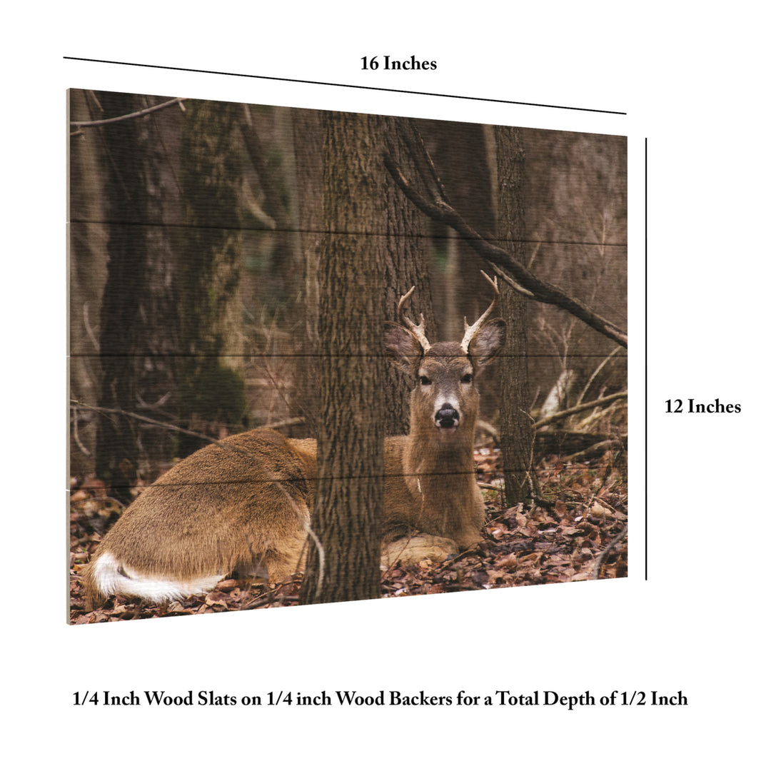 Wall Art 12 x 16 Inches Titled Sitting Deer/Lake Isaac Ready to Hang Printed on Wooden Planks Image 6