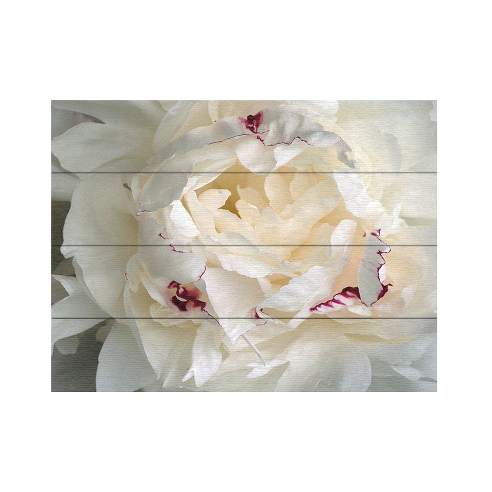 Wall Art 12 x 16 Inches Titled Perfect Peony Ready to Hang Printed on Wooden Planks Image 2