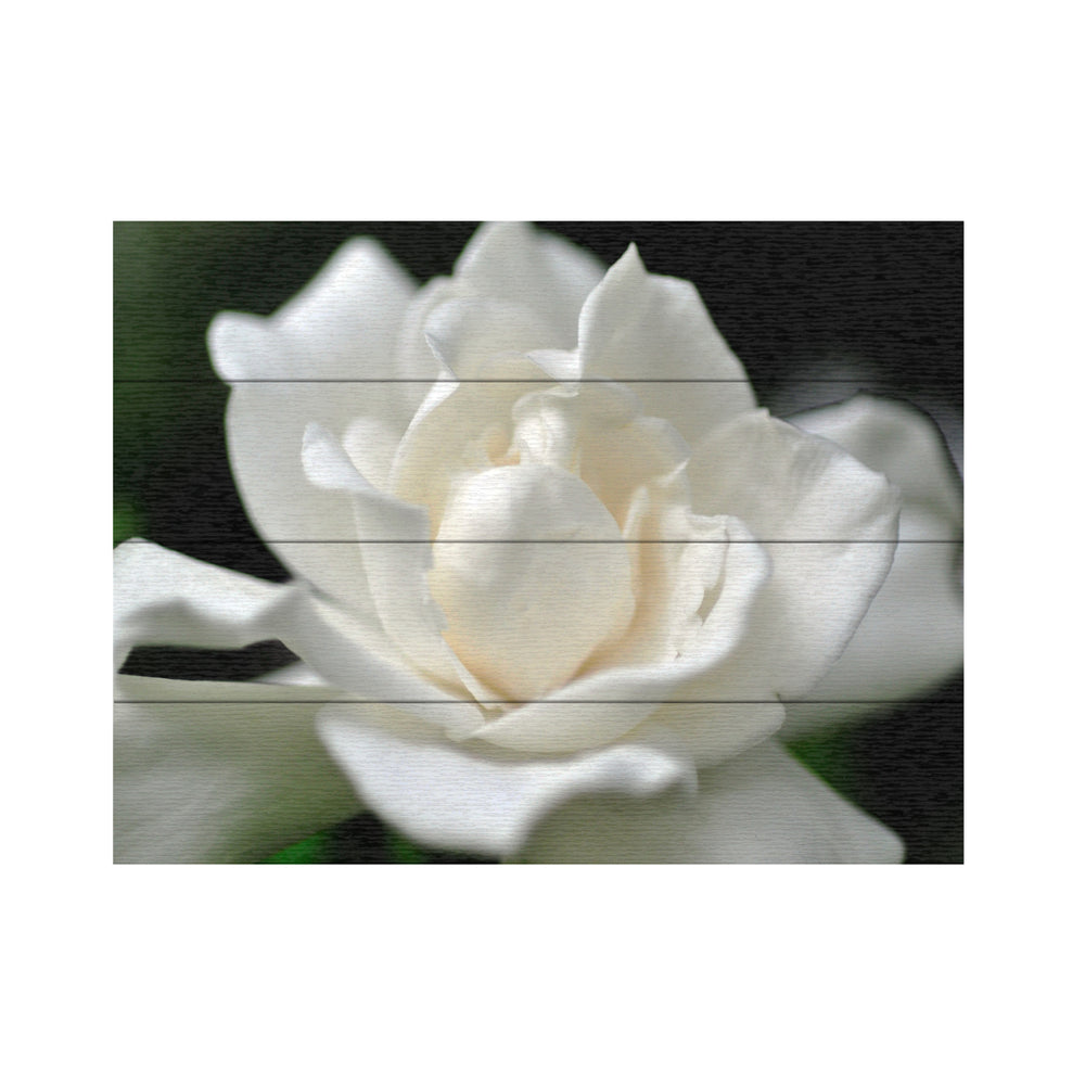 Wall Art 12 x 16 Inches Titled Lovely Gardenia Ready to Hang Printed on Wooden Planks Image 2