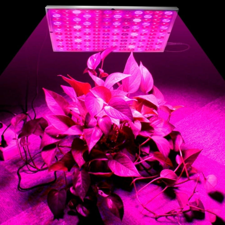 Growing Lamps LED Grow Light Full Spectrum Plant Lighting Fitolampy For Plants Flowers Seedling Cultivation Image 5