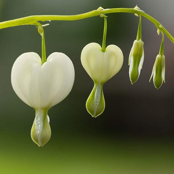 White Bleeding Heart Flowers - 2 Bare Roots - Unique Blooms Sprout Beautiful Heart Shaped Petals Image 4