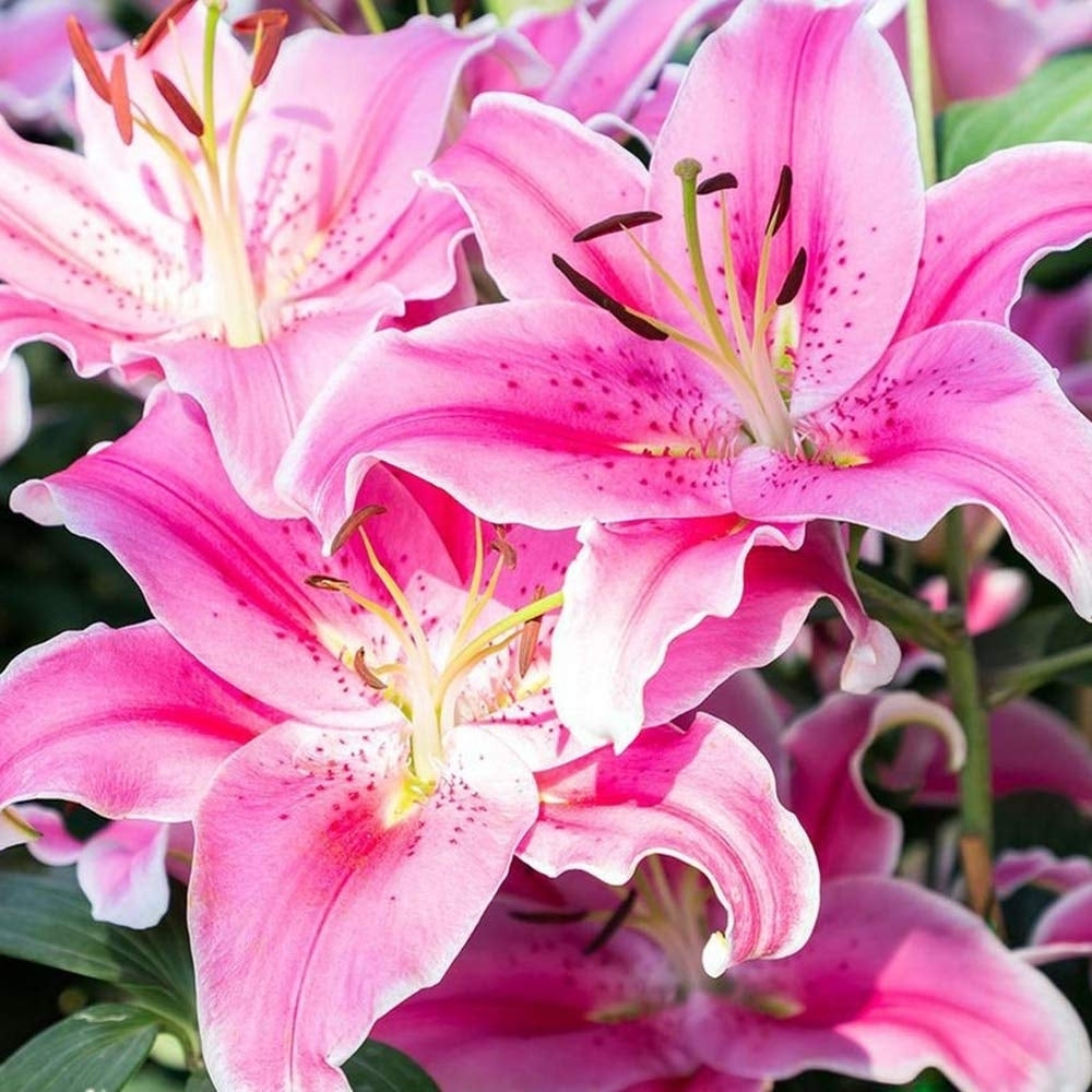 Giant Stargazer Lily Flowers - 6 Bulbs - Fragrant Fuchsia and Pink Petals Image 4