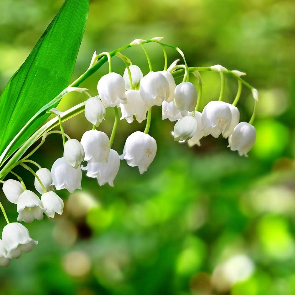 Sweet Scented Lily of The Valley Flowers - 4 Bulbs - Wonderful Blooms and Beautiful Petals Convallaria Majalis Image 3