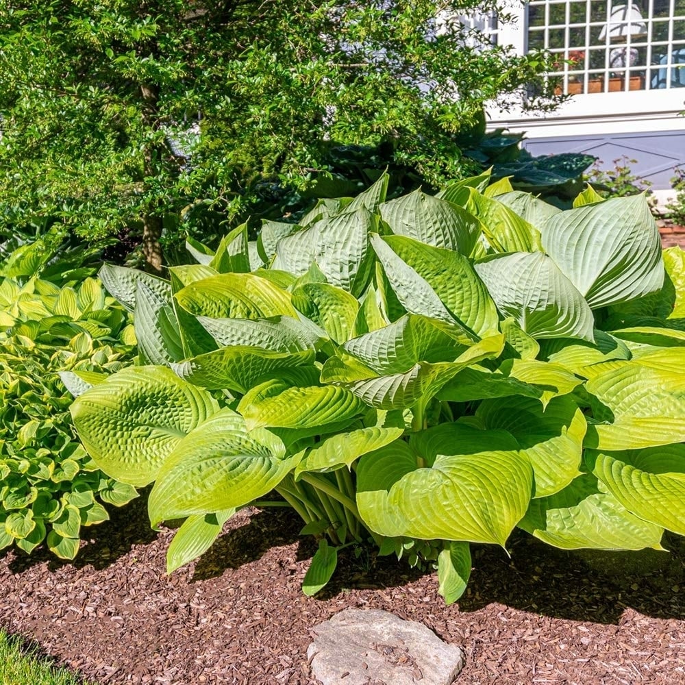 Giant Hosta Mixed Plants - 3 Bare Roots- Giant Blue-Green and Yellow-Green Leaves Perfect for Landscaping, Garden Image 2