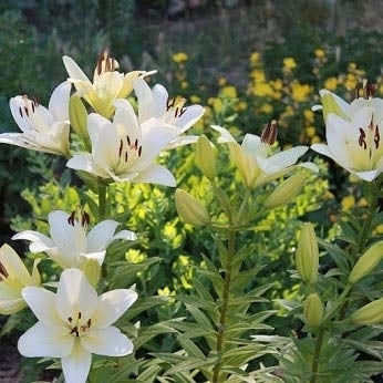 Giant Tree Lily "Pretty Lady" Flowers- 3 Bulbs - Pure White Blooms and Impressive Size Image 4