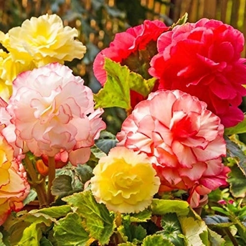 Giant Blooming Mixed Begonia Flowers - 3 Bulbs - Colorful Mix of Pink, Yellow, White, Red and Orange Blooms Image 1