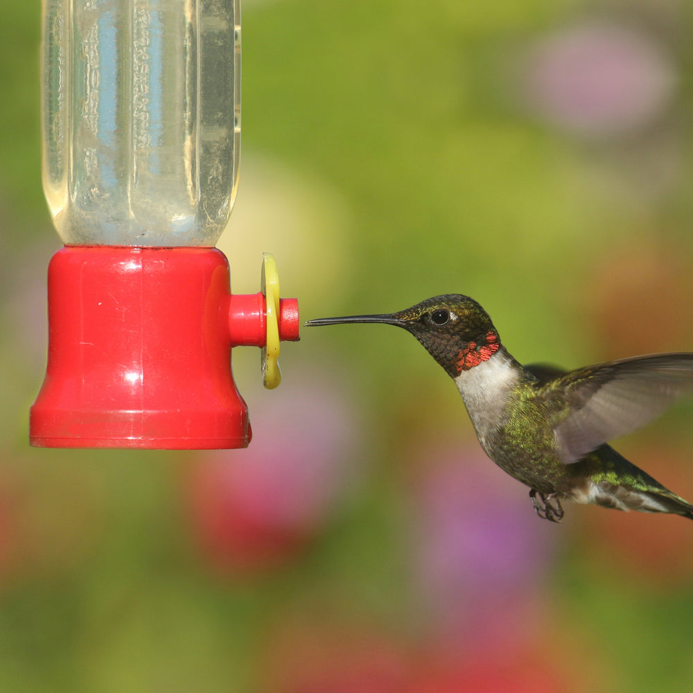 Hanging Hummingbird Feeder Image 2