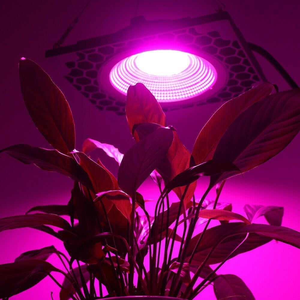 1000W Full Spectrum LED Grow Veg Seed Light for Greenhouse Plant 110V,220V Image 5