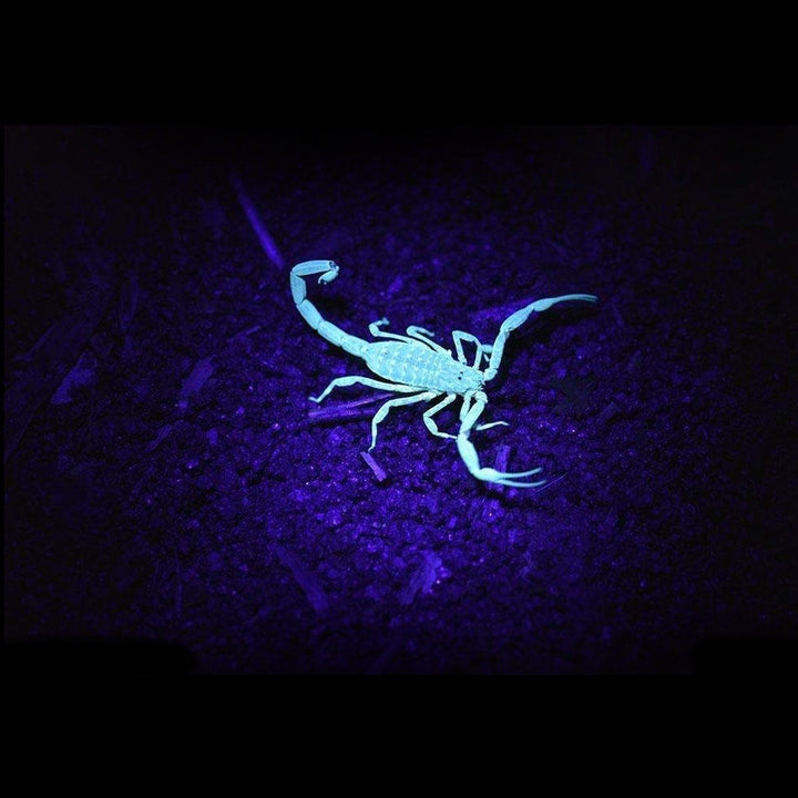 LED UV Scorpion Detector Hunter Finder Flashlight Image 5