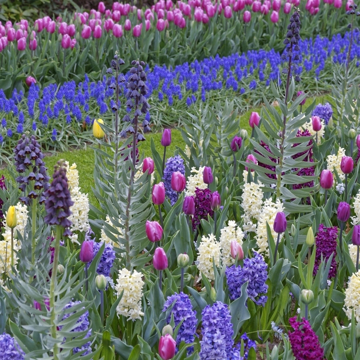 Hues of Blues Mixed Flower Collection - 40 Bulbs - Featuring 4 Varieties of Blue and Purple Flowers-Attracts Image 1