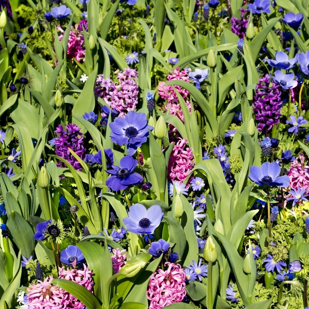 Hues of Blues Mixed Flower Collection - 40 Bulbs - Featuring 4 Varieties of Blue and Purple Flowers-Attracts Image 3