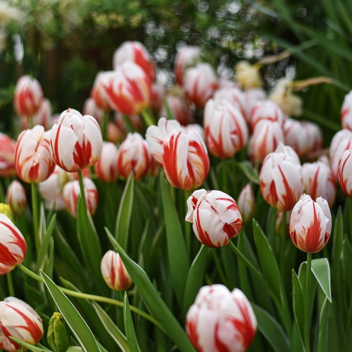 Sorbet Swirl Tulips - Red, Pink and White Flowers - 8, 16 or 40 Bulbs - Spring Garden Perennial - Attracts Butterflies, Image 3