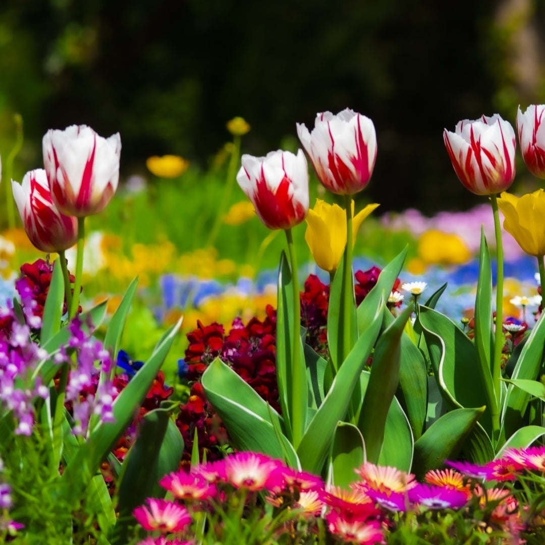 Sorbet Swirl Tulips - Red, Pink and White Flowers - 8, 16 or 40 Bulbs - Spring Garden Perennial - Attracts Butterflies, Image 2