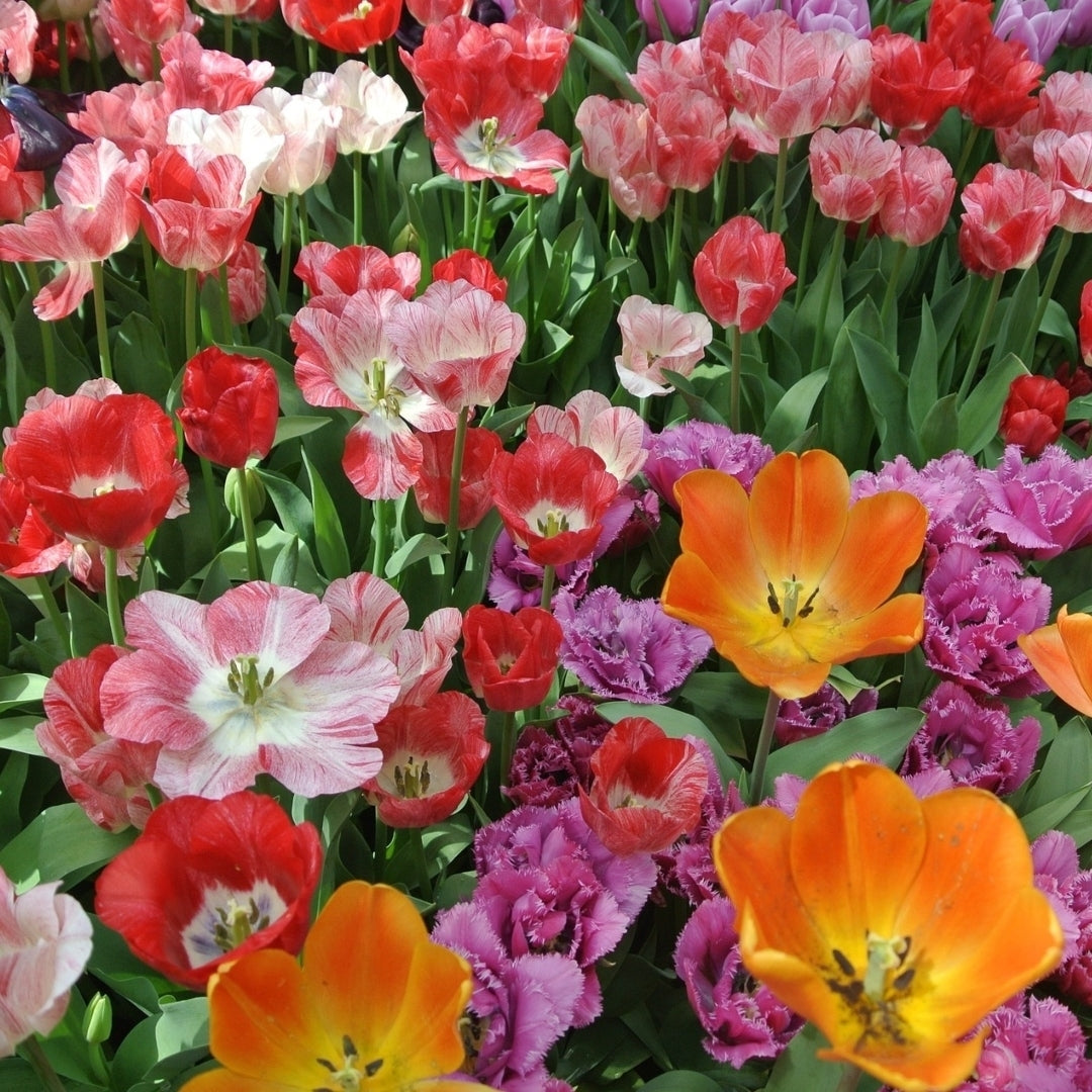 Sun Loving Ground Cover Tulips - 12, 24 or 60 Bulbs - Red, Yellow, Orange Colorful Flowers Attracts Butterflies, Bees Image 1