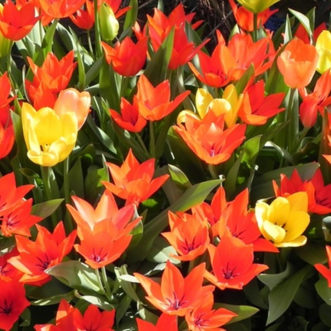 Sun Loving Ground Cover Tulips - 12, 24 or 60 Bulbs - Red, Yellow, Orange Colorful Flowers Attracts Butterflies, Bees Image 2