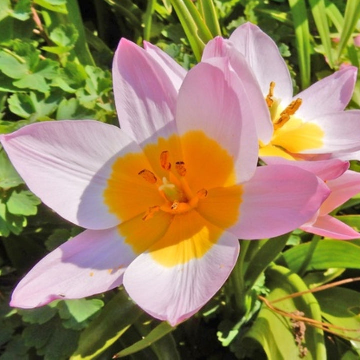 Sun Loving Ground Cover Tulips - 12, 24 or 60 Bulbs - Red, Yellow, Orange Colorful Flowers Attracts Butterflies, Bees Image 3