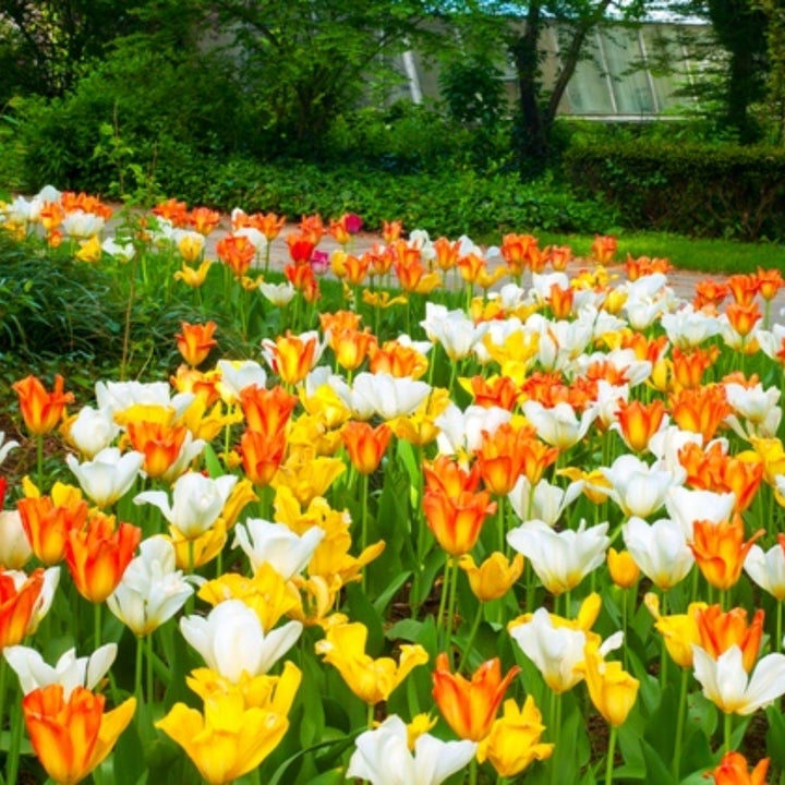 Sun Loving Ground Cover Tulips - 12, 24 or 60 Bulbs - Red, Yellow, Orange Colorful Flowers Attracts Butterflies, Bees Image 4