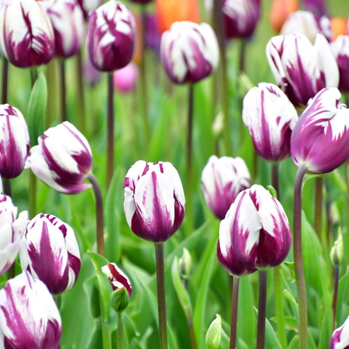 Blueberry Ripple Tulips - Blue-Purple and White Flowers- 10, 20 or 40 Bulbs - Spring Garden Perennial - Attracts Image 3