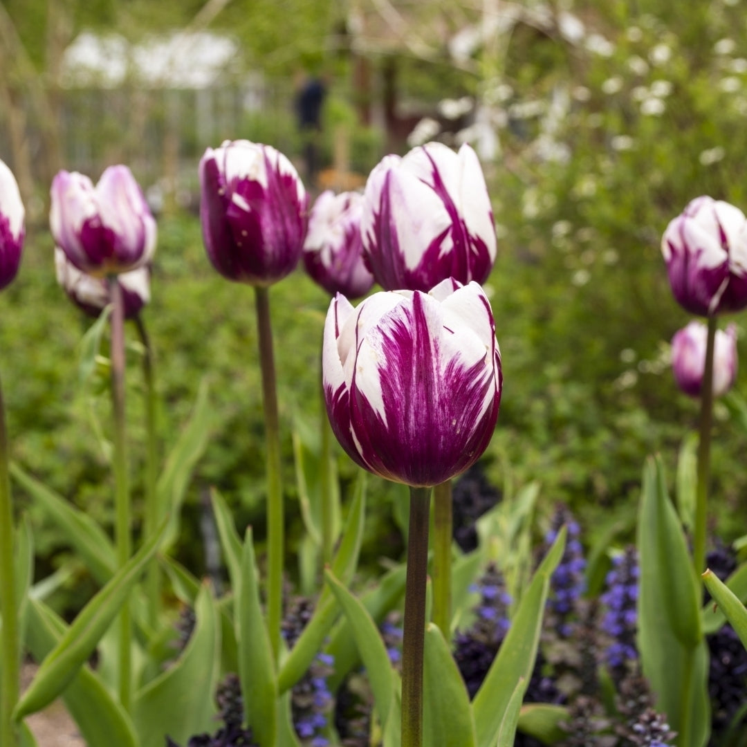 Blueberry Ripple Tulips - Blue-Purple and White Flowers- 10, 20 or 40 Bulbs - Spring Garden Perennial - Attracts Image 2