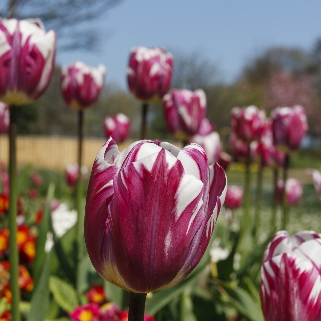 Blueberry Ripple Tulips - Blue-Purple and White Flowers- 10, 20 or 40 Bulbs - Spring Garden Perennial - Attracts Image 4