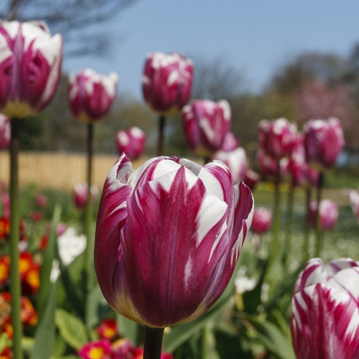 Blueberry Ripple Tulips - Blue-Purple and White Flowers- 10, 20 or 40 Bulbs - Spring Garden Perennial - Attracts Image 4