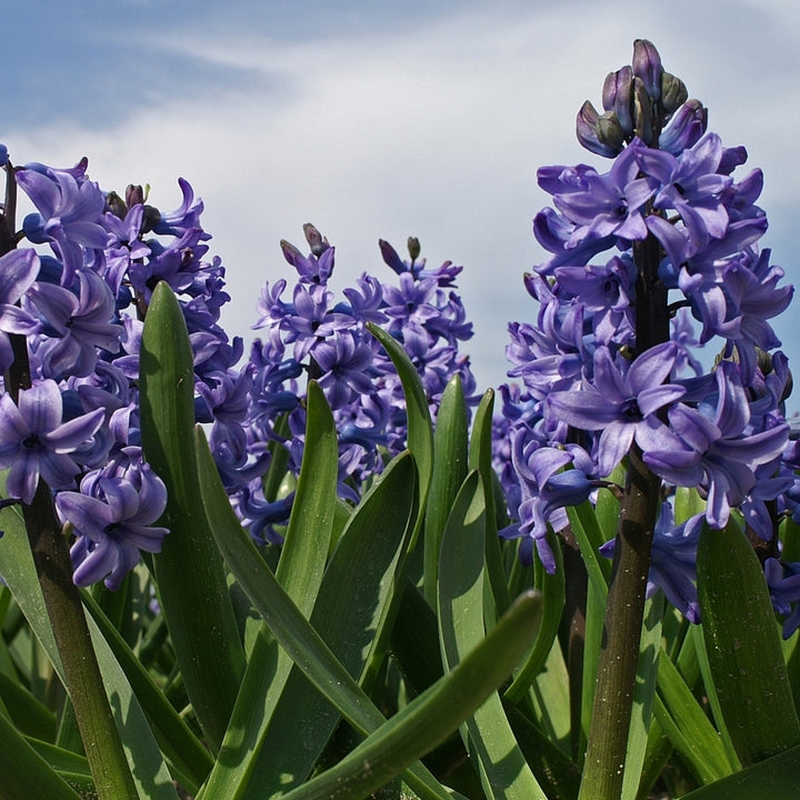 Blue Tango Hyacinth - Fragrant Blue Purple Flowers- 8, 12 or 20 Bulbs - Spring Garden Perennial -Attracts Butterflies, Image 1