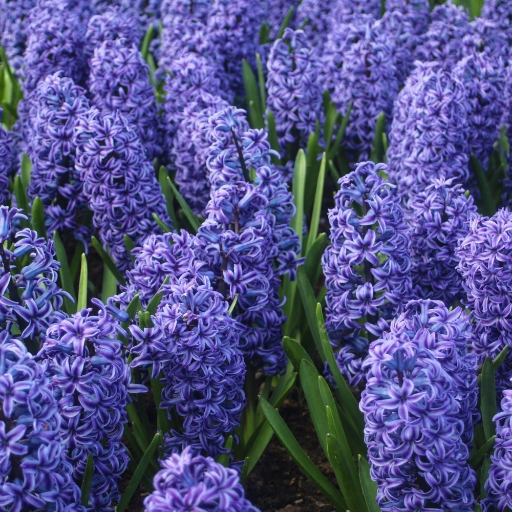 Blue Tango Hyacinth - Fragrant Blue Purple Flowers- 8, 12 or 20 Bulbs - Spring Garden Perennial -Attracts Butterflies, Image 2