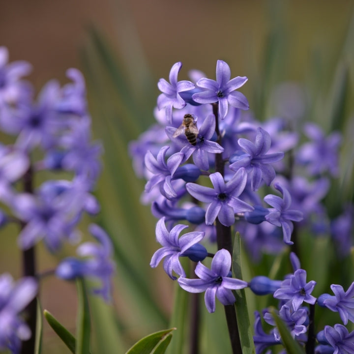 Blue Tango Hyacinth - Fragrant Blue Purple Flowers- 8, 12 or 20 Bulbs - Spring Garden Perennial -Attracts Butterflies, Image 3