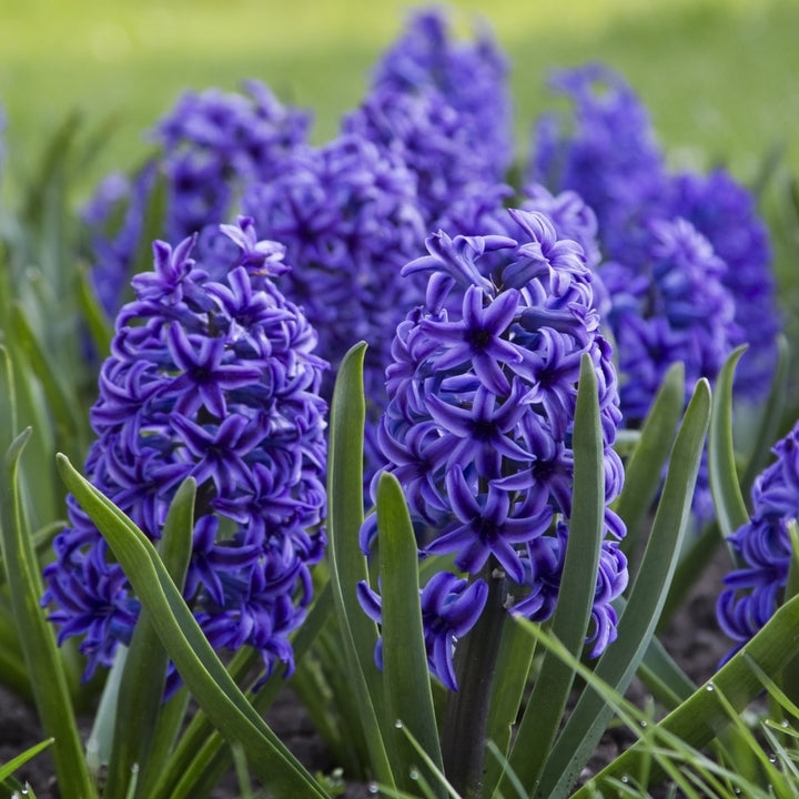 Blue Tango Hyacinth - Fragrant Blue Purple Flowers- 8, 12 or 20 Bulbs - Spring Garden Perennial -Attracts Butterflies, Image 4