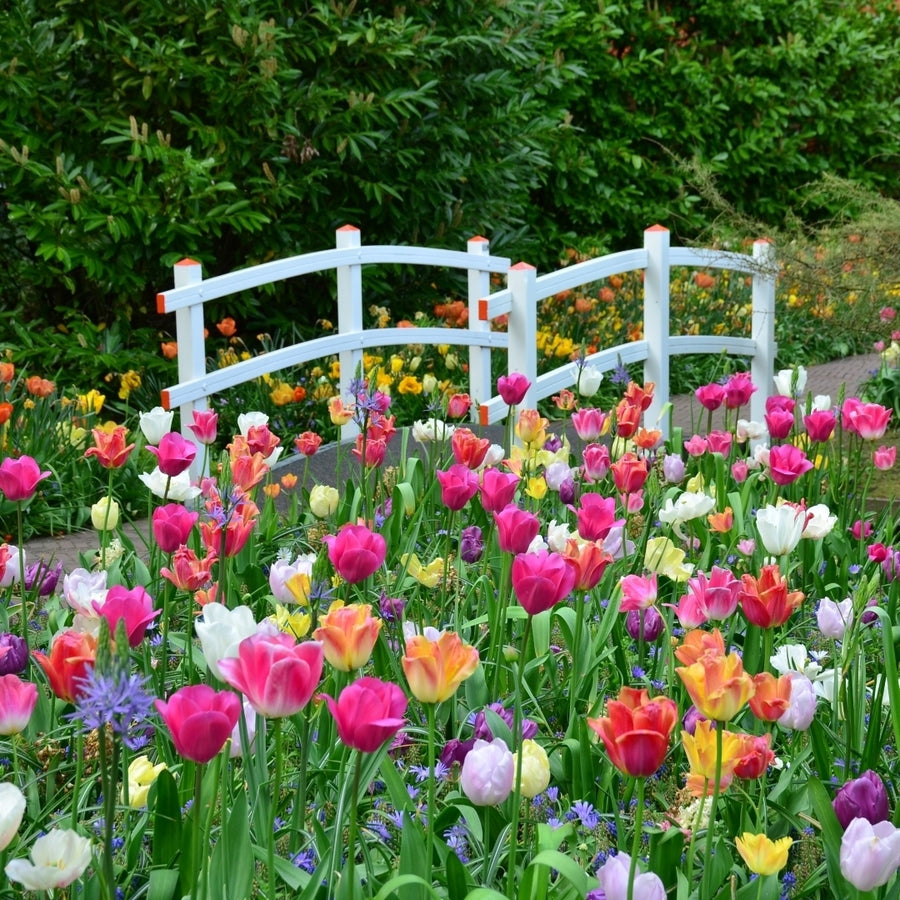 Colorful Mixed Double Late Tulips - Red, Pink, Yellow, White, Purple Flowers - 10, 20 or 40 Bulbs-Attracts Butterflies, Image 1