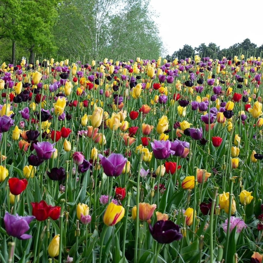 Colorful Mixed Double Late Tulips - Red, Pink, Yellow, White, Purple Flowers - 10, 20 or 40 Bulbs-Attracts Butterflies, Image 2