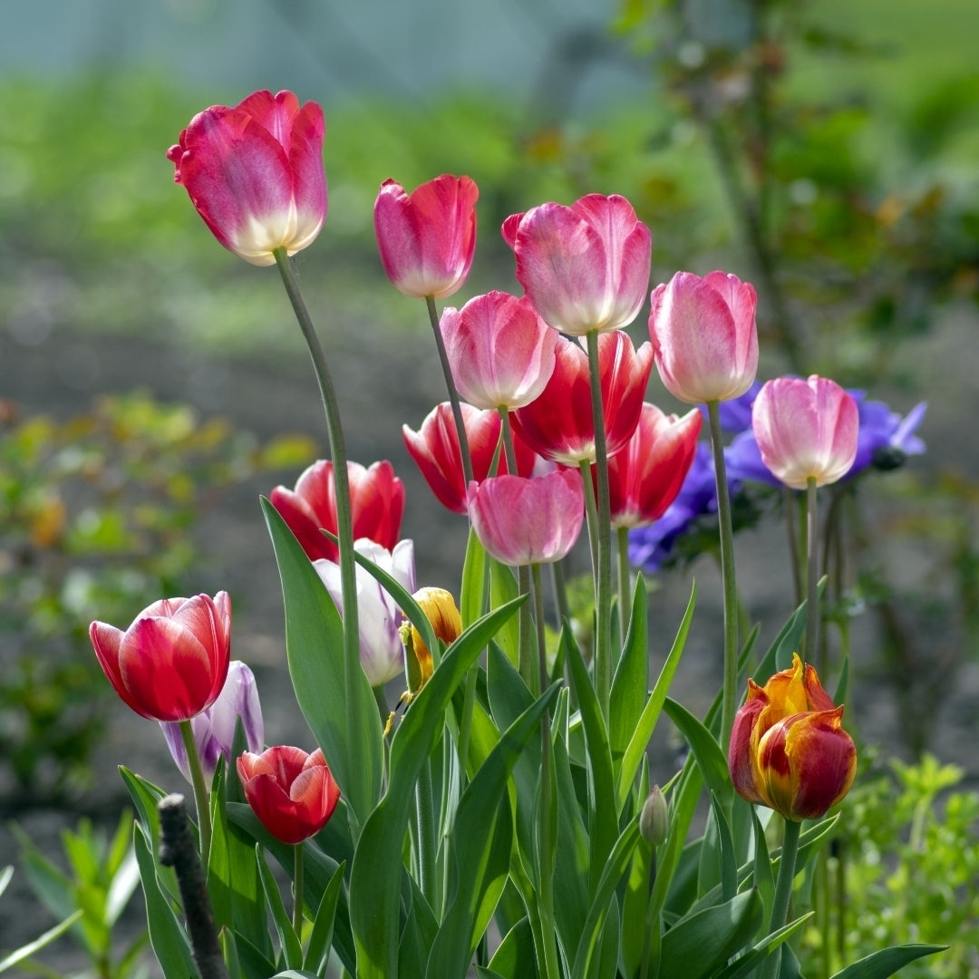 Sweet Showgirl Tulips - Pink and White Flowers - 10, 20 or 40 Bulbs - Spring Garden Perennial - Attracts Butterflies, Image 1