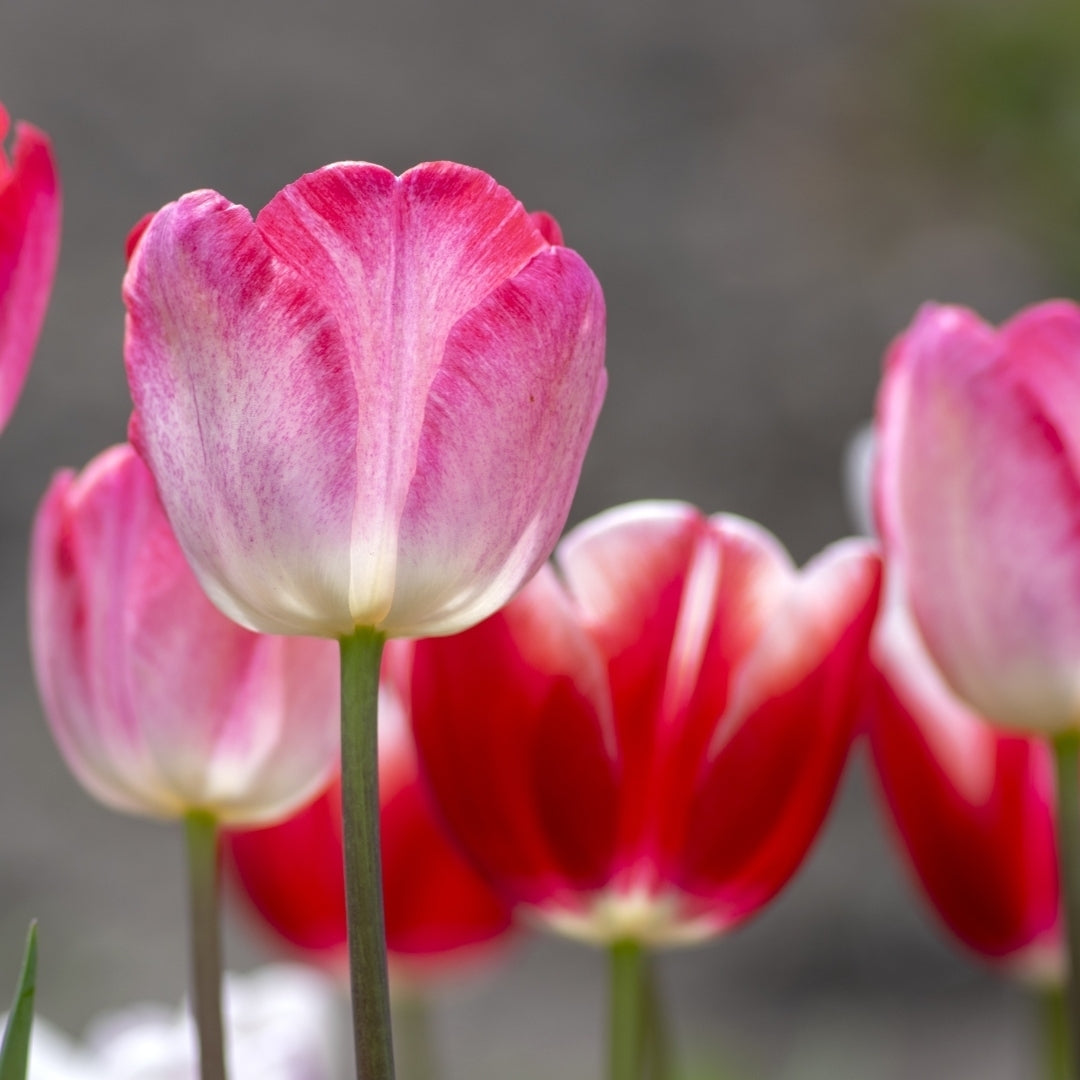 Sweet Showgirl Tulips - Pink and White Flowers - 10, 20 or 40 Bulbs - Spring Garden Perennial - Attracts Butterflies, Image 2