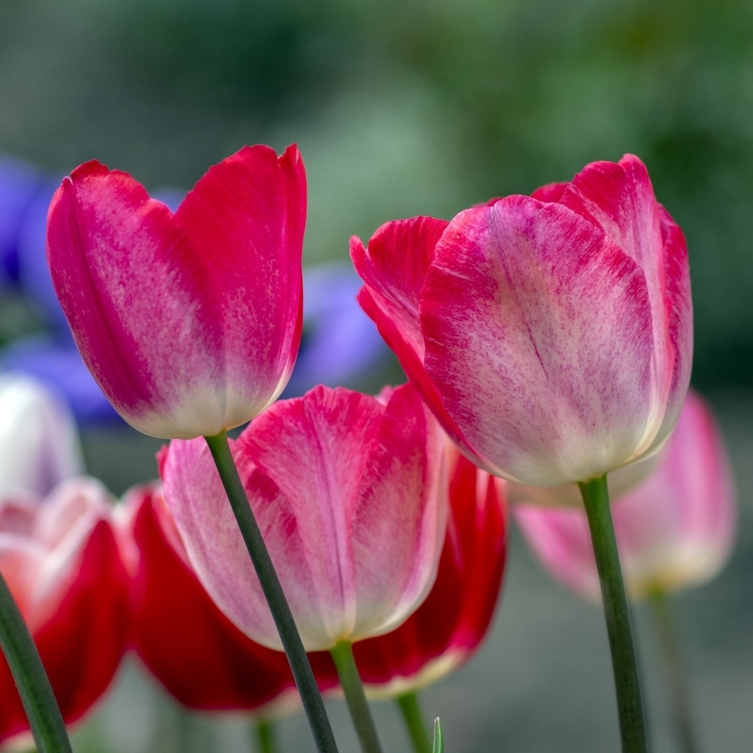 Sweet Showgirl Tulips - Pink and White Flowers - 10, 20 or 40 Bulbs - Spring Garden Perennial - Attracts Butterflies, Image 3